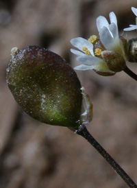 Spring Whitlow-grass