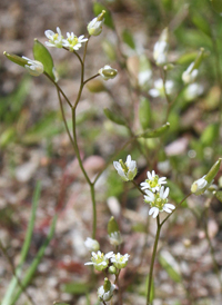 Spring Whitlow-grass