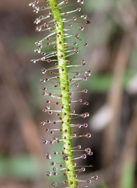 Thread-leaved Sundew