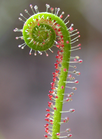 Thread-leaved Sundew