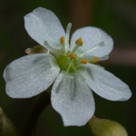Spoon-leaved Sundew Spoon-leaved Sundew