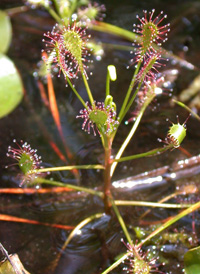 Spoon-leaved Sundew