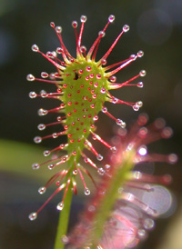 Spoon-leaved Sundew