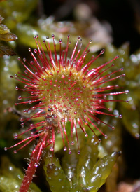 Round-leaved Sundew