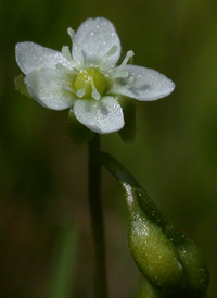 Round-leaved Sundew