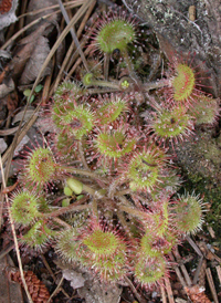 Round-leaved Sundew