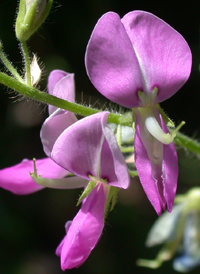 Hoary Tick-trefoil