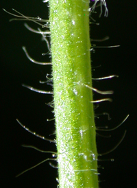 Hoary Tick-trefoil