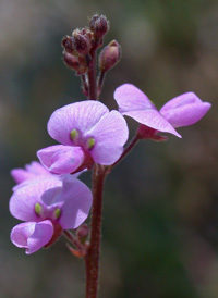 Small-leaved Tick-trefoil