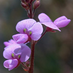 Small-leaved Tick-trefoil Small-leaved Tick-trefoil