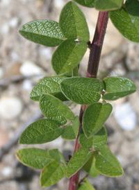 Small-leaved Tick-trefoil