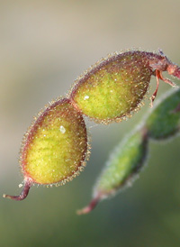 Small-leaved Tick-trefoil