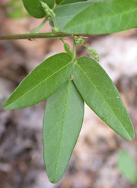 Trailing Tick-trefoil