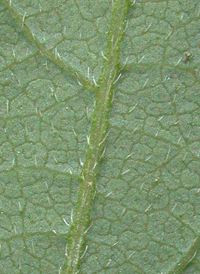 Trailing Tick-trefoil
