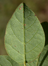 Maryland Tick-trefoil