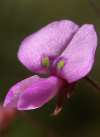 Maryland Tick-trefoil