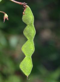 Panicled Tick-trefoil