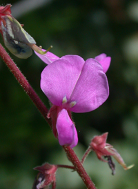 Velvet-leaved Tick-trefoil