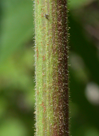 Velvet-leaved Tick-trefoil