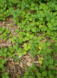 Indian Strawberry