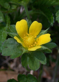 Indian Strawberry