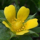 Indian Strawberry Indian Strawberry