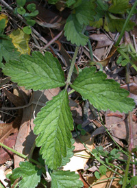 Indian Strawberry