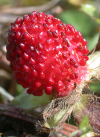 Indian Strawberry