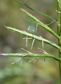 Trifid Flat-sedge