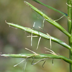 Trifid Flat-sedge