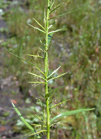 Trifid Flat-sedge