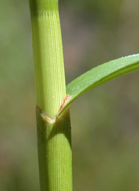 Trifid Flat-sedge