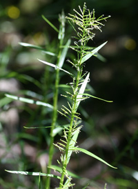 Trifid Flat-sedge