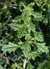 Jerusalem-oak