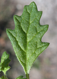 Jerusalem-oak