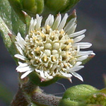 Prostrate Eclipta Prostrate Eclipta
