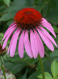 Eastern Purple Coneflower