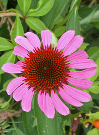 Eastern Purple Coneflower