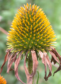 Eastern Purple Coneflower