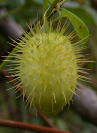 Bur Cucumber