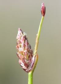 Small-fruited Spikerush