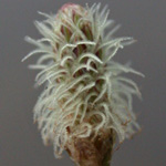 Ovate Spikerush Ovate Spikerush