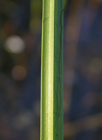 Square-stemmed Spikerush