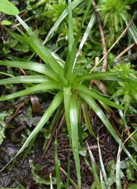 Common Pipewort