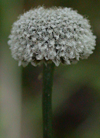 Common Pipewort