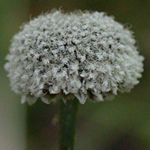 Common Pipewort Common Pipewort