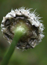 Common Pipewort