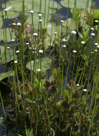 Flattened Pipewort