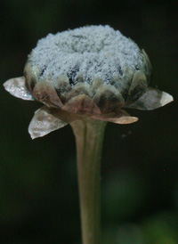 Flattened Pipewort