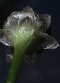 Flattened Pipewort